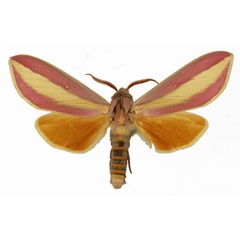 /filer/webapps/moths/media/images/A/afra_Leucophlebia_AM_Basquin_01.jpg