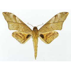 /filer/webapps/moths/media/images/L/lamtoi_Platysphinx_AM_Basquin.jpg
