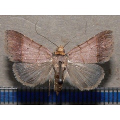 /filer/webapps/moths/media/images/F/flaviceps_Plecoptera_A_Goffa_03.JPG