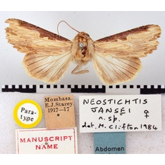 /filer/webapps/moths/media/images/J/jansei_Neostichtis_PT_BMNH.jpg