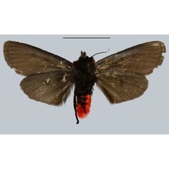 /filer/webapps/moths/media/images/R/ratovosoni_Adaphaenura_AT_MNHNb.jpg