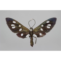 /filer/webapps/moths/media/images/M/marina_Amata_A_BMNH.jpg