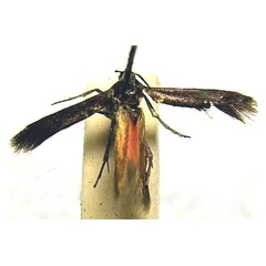 /filer/webapps/moths/media/images/T/typhonica_Eretmocera_HT_BMNH.jpg
