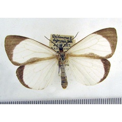 /filer/webapps/moths/media/images/B/biformis_Xylecata_AF_HDOU.jpg