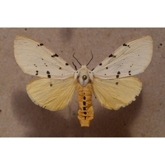 /filer/webapps/moths/media/images/S/sublutea_Eyralpenus_A_Butler.jpg