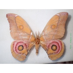 /filer/webapps/moths/media/images/S/suraka_Antherina_AM_Bippus.jpg