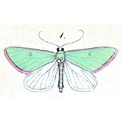 /filer/webapps/moths/media/images/S/sanguinipuncta_Omphax_HT_Felder_1875_127-1.jpg