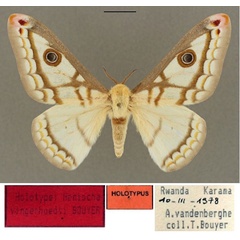 /filer/webapps/moths/media/images/V/vingerhoedti_Heniocha_HT_RBINS_01.jpg