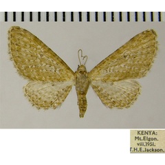 /filer/webapps/moths/media/images/R/resarta_Eupithecia_AM_ZSM.jpg