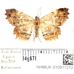 /filer/webapps/moths/media/images/M/microtype_Egnasia_AF_BMNH.jpg