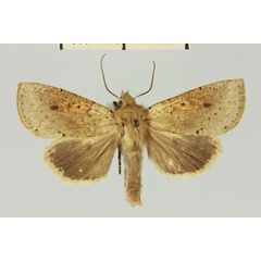 /filer/webapps/moths/media/images/H/herbuloti_Mythimna_AF_MNHN_02.jpg
