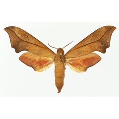 /filer/webapps/moths/media/images/I/illustris_Phylloxiphia_AF_Basquin.jpg