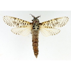 /filer/webapps/moths/media/images/L/leopardina_Azygophleps_AM_TMSA.jpg