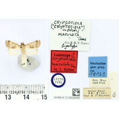 /filer/webapps/moths/media/images/M/maculata_Crypsotidia_LT_BMNH.jpg