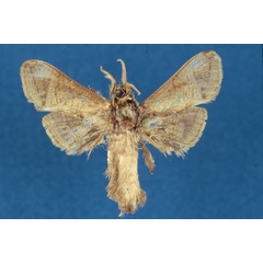 /filer/webapps/moths/media/images/T/togoensis_Haberlandia_HT_RMCA.jpg