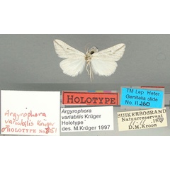 /filer/webapps/moths/media/images/V/variabilis_Argyrophora_HT_TMSA.jpg