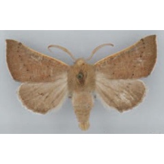 /filer/webapps/moths/media/images/P/pictifimbria_Eutelostolmus_AM_TMSA.jpg