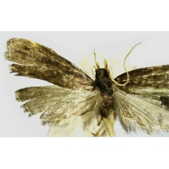 /filer/webapps/moths/media/images/L/lichanosa_Torodora_HT_RMCA.jpg