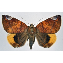 /filer/webapps/moths/media/images/C/chrysopera_Achaea_A_NHMO.jpg