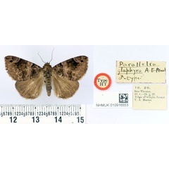 /filer/webapps/moths/media/images/G/glaphyra_Parallelia_HT_BMNH.jpg