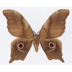 /filer/webapps/moths/media/images/D/deyrollii_Pseudimbrasia_AM_Basquin_04.jpg