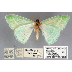 /filer/webapps/moths/media/images/T/trilineata_Acollesis_STM_OUMNH_02.jpg