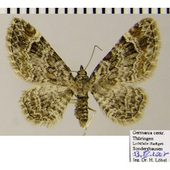 /filer/webapps/moths/media/images/R/rufifasciata_Gymnoscelis_AF_ZSM.jpg