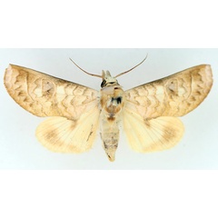 /filer/webapps/moths/media/images/S/sittaca_Hemiceratoides_AM_TMSA_02.jpg