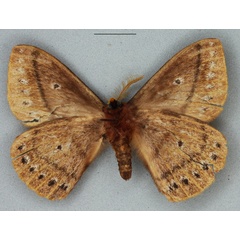 /filer/webapps/moths/media/images/A/ankaratra_Tagoropsis_PTM_BMNHb.jpg