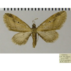 /filer/webapps/moths/media/images/D/devestita_Eupithecia_AF_ZSM.jpg