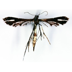 /filer/webapps/moths/media/images/A/albisignatula_Platyptilia_ST_ZMHBb.jpg