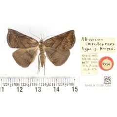 /filer/webapps/moths/media/images/C/coerulescens_Aburina_AT_BMNH.jpg