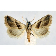 /filer/webapps/moths/media/images/M/miniparva_Eublemma_A_NHMO.jpg