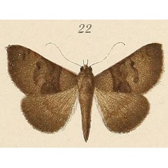 /filer/webapps/moths/media/images/V/virbioides_Amyna_HT_Voeltzkow_6-22.jpg