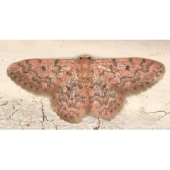 /filer/webapps/moths/media/images/F/fumilinea_Idaea_AF_Heyns_02.jpg