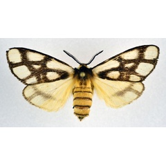 /filer/webapps/moths/media/images/R/reticulata_Anaphe_AF_NHMO.jpg