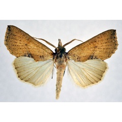 /filer/webapps/moths/media/images/I/intrusa_Oraesia_AM_NHMO.jpg