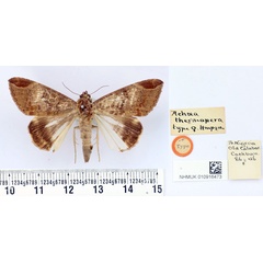 /filer/webapps/moths/media/images/T/thermopera_Achaea_HT_BMNH.jpg