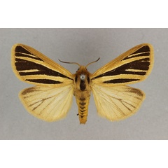 /filer/webapps/moths/media/images/M/multivittata_Estigmene_AF_BMNH.jpg
