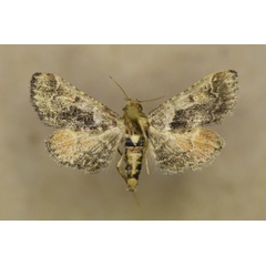 /filer/webapps/moths/media/images/Z/zonalis_Tegulifera_A_Butler.jpg