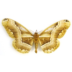/filer/webapps/moths/media/images/S/swanzii_Brahmaea_HT_BMNHb.jpg