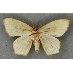 /filer/webapps/moths/media/images/F/fuscipuncta_Gelasma_STM_BMNHb.jpg