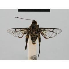 /filer/webapps/moths/media/images/S/sylphina_Lepidopoda_HT_BMNH.jpg