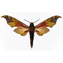 /filer/webapps/moths/media/images/K/karschi_Phylloxiphia_AM_Basquin_01b.jpg