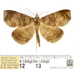 /filer/webapps/moths/media/images/C/canipars_Phaeoscia_AM_BMNH.jpg