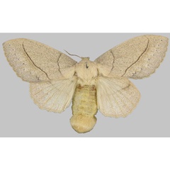/filer/webapps/moths/media/images/R/rosa_Trabala_STF_BMNH.jpg