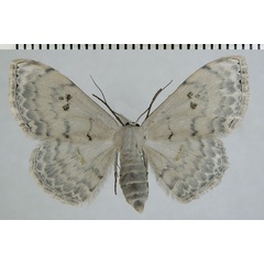 /filer/webapps/moths/media/images/P/pythiaria_Somatina_AF_ZSM.jpg