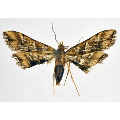 /filer/webapps/moths/media/images/L/lunalis_Diasemia_A_NHMO.jpg