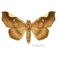 /filer/webapps/moths/media/images/L/lunaris_Libystica_ST_Gaede_41c.jpg