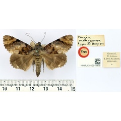 /filer/webapps/moths/media/images/M/monosema_Nagia_HT_BMNH.jpg